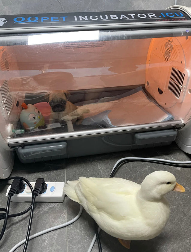 Pet Incubator ICU -Preorder